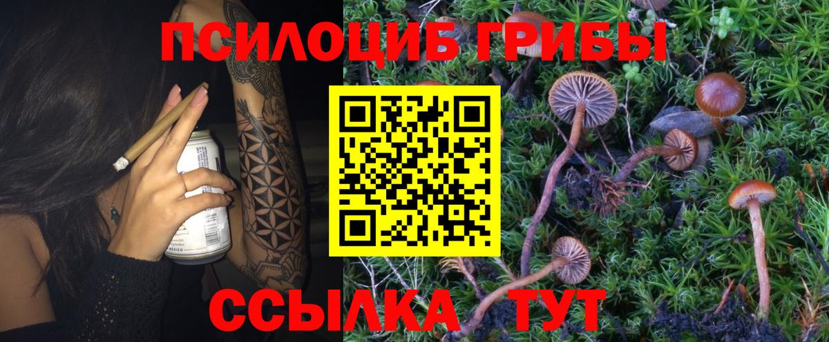 Галлюциногенные грибы Psilocybe  Вход с VPN  Чернушка 